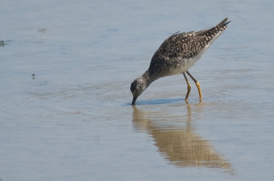 Op onze laatste dag in de Camargue werden we door een Zwitserse bioloog op deze vogel gewezen. Het leek hem, hoe onwaarschijnlijk ook op deze tijd en plaats, een kleine geelpootruiter.  De website met observaties van de Provence vermeld 'm inderdaad ook http://oiseauxprovence.free.fr/

Zelf zouden we het niet durven denken. 

Forse crop, andere, slechtere foto met meer vogel in mijn PA.

D200 600/5.6 MF + 1,4 conv, ISO 400, 1/1600 bij 5,6