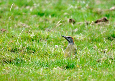 Wie kan mij vertellen wat voor een specht dit is?
een groene specht of een grijskopspecht?
bvd Bert