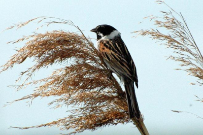 Zat in het riet en keerde regelmatig terug op de zelfde riethalm. Heeft iemand nog tips qua bewerken van de foto??? ik doe alles met picasa...is dat voldoende voor een amateur of zie je met andere programma's veel betere resultaat. 
Ik heb deze foto niet bewerkt. Toch lijkt hij iets onscherp. komt dit door het verkleinen zodat hij hier geupload kan worden?