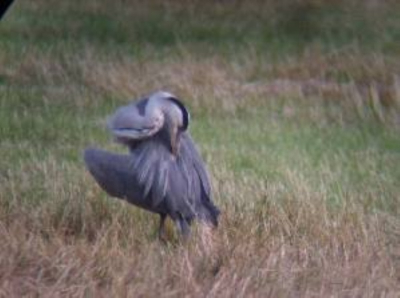 Mijn eerste foto's met behulp van een Bresser scope en een Fuji Finepix A900.
Nog niet om naar huis te schrijven maar ik was toch blij dat het mij gelukt was om deze vogel op een afstand van +- 100 meter te fotograferen