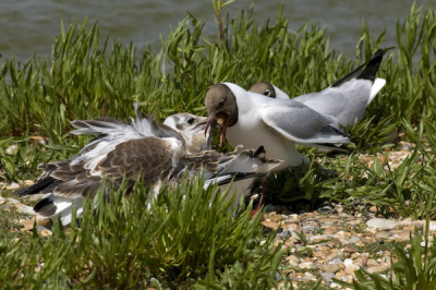 Mealtime in part of the gull colony.