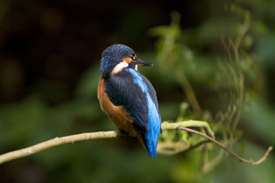 Eindelijk een mooi plaatje kunnen maken van een ijsvogel met een mooie achtergrond op een natuurlijke tak.
Heb er wel uren voor moeten zitten.