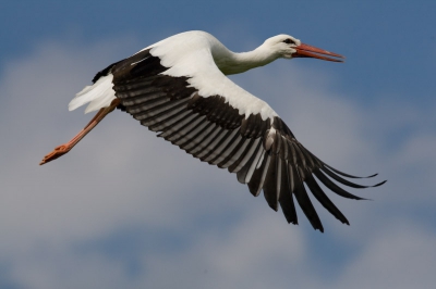 Laat op de middag kwam dit ineens langs, Met EOS1 MK 3 300mm/2.8