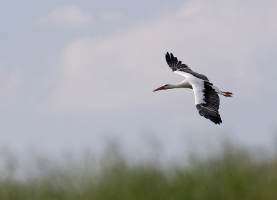 Laat op de middag kwam dit ineens langs, Met EOS1 MK 3 300mm/2.8