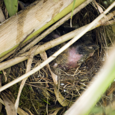 Dit mereljong met - nog - 'blote billen' gefotografeerd op maandagmiddag in onze bamboe. Maandagavond een enorm lawaai. Dinsdagmorgen: nest leeg, jong weg, pa en ma gevlogen of gevlucht, verjaagd door kraai of kat? zielig!