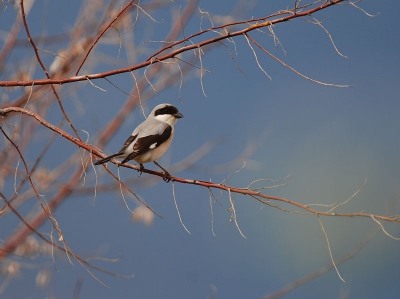 Afgelopen mei in Kazachstan een lekkere Kleine Klap geplaat. De donkere regenwolken op de achtergrond laten de vogel mooi naar voren komen.

Groetend uit Kazachstan,

Machiel