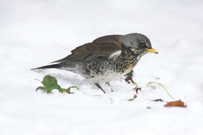 Bij gebrek aan pestvogels. Speciaal snel geconverteerd voor HDJT :D (Prettig kennis te maken)

Licht was niet al te best, maar met digitaal kun je veel meer dan met film in dit soort omstandigheden. Om de kleuren weer een beetje terug te krijgen moet je wel flits gebruiken. Ik wilde eigenlijk een Kramsvogel zonder omgeving. En dan met erg lichte sneeuw. Deze vogel kwam steeds weer terug naar de zelfde plek om verder te graven (a la thrush) naar gevallen bessen. Daardoor kon ik me positioneren en hoefde ik alleen nog maar te wachten. 

Ik heb stiekem wel 1 takje in de rechter bovenhoek verwijderd en 1 blaadje (links) achter de vogel. De foto is full frame en gemaakt met Canon 1Dmk2 + 1.4x + 400/5.6L + 550ex flister + better beamer -1 1/3 flitscompensatie, statief. Foto is manueel belicht op het histogram belicht op de sneeuw. 

Grz

Peter