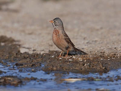 Een Steenortolaan aan een waterplas. Deze waterplas is altijd erg goed voor allerlei drinkende beestjes. Ik noem Turkestaanse Klauwier, Rode Woestijnvink en Mongoolse Woestijnvink.

Groet uit Kazachstan,

Machiel