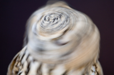 Steenuil met snelbewegbare kop gaf dit aparte plaatje, EOS 1D MK3 330/2.8 op 3.5 bij 1/60.