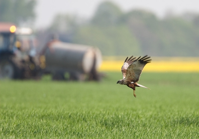 Jagende Bruine Kiekendief man boven agrarisch landschap.