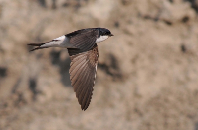 nog maar eens proberen na de eerste mislukte upload(nog bedankt voor de tips op mijn vraag)
genomen met de 500 f4P (manualfocus) F6.3, iso400, 1/2500