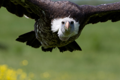 Duiken, EOS 1 MK3 met 330mm/2.8