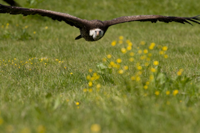 EOS 1D MK3 met 300mm/2.8