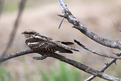 Afgelopen mei, op een van mijn reizen in Centraal Azi, kwam ook deze prachtige Nachtzwaluw voor mijn lens. Hij vertrouwde zeer op zijn schutkleur, de vogel was zeer dicht te benaderen. 

Groetend uit Kazachstan,

Machiel