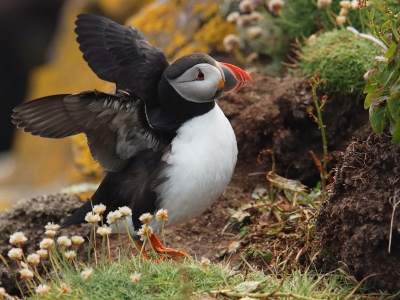 Tijdens de vakantie in Schotland heb ik de camera ook soms ter hand genomen met als resultaat deze puffins op Handa