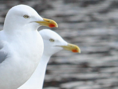 crop van 2 zilvermeeuwen op een Leidse gracht