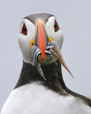 Prachtige vogels en erg leuk om naar te kijken.