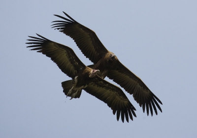 Dubbeldekker, EOS 1D MK1 100-400mm of 320 mm gemaakt in Gambia