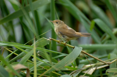 Deze kleine karekiet zat recht onder de vogelkijkhut waar ik in zat. Regelmatig kwam hij tevoor schijn en zat hij zich te poetsen. Helaas deed hij dit altijd achter het riet. Ondanks dat kon ik wel deze foto maken. Daarnaast nog wat leuke doorkijkjes kunnen maken.