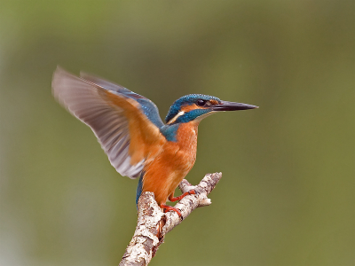 Ik weet het is weer een ijsvogel.
Maar deze is net geland op het takje.
Toch net iets anders.
Ondanks het slecht weer toch goed gelukt.
400mm, f6.3, 1/400sec, 800iso.