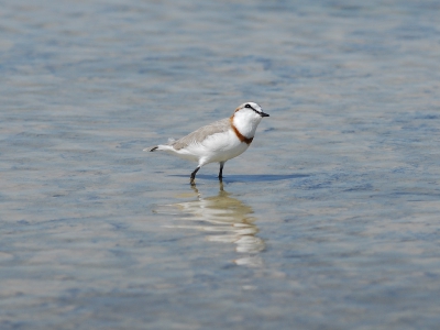De zoutpan van Etosha staat niet vaak vol water, maar dit voorjaar wel. Naast pelikanen en flamingo's duiken ook andere vogels op, waaronder deze kleine maar stoere badgast. Nd200 + 300mmf4 (ondersteund door de autodeur)