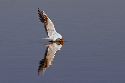 Door de nodige drukte rondom laatste tentamens e.d. en vervolgens een internet-loze vakantie ben ik hier even niet geweest. De vakantie was in Wilnis, waar een pad liep door een vogelbroedgebied, waar onder andere zwarte sterns, vidsiefjes en futen broeden. Heerlijk om daar uren naar de vogels te kijken. Op een gegeven moment kwam deze kokmeeuw wat te eten halen en dankzij de mooie blauwe lucht en het stille weer werd het deze foto - ik hoop dat jullie het wat vinden.