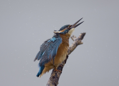 Omdat het flink geregend had kreeg hij een flinke douche. 
Daarna schudde hij zich zelf maar eens  lekker droog.
Waardoor ik weer een leuk plaatje had.
