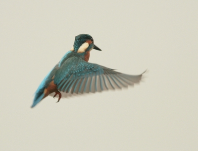 Het was een zeer grijze regenachtige zaterdag toen deze ijsvogel even ging bidden. Ik weet dat de scherpte te wensen overlaat maar toch zie je niet veel biddende ijsvogels op birdpix en ookal kijkt ie weg, toch vindt ik hem leuk, ondanks de de grauwe lucht.
Dus veel maren maar toch maar geplaatst.