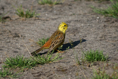 Liep naar een geoorde fuut te kijken toen deze zo ineens voor ons ging zitten en heb hem even gefotografeerd