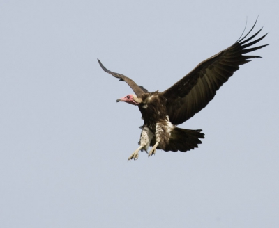 Sommige grote hotels hebben mooie tuinen en je vindt daar dan ook veel vogels, Bij dit hotel waar deze foto is geschoten hoorde ik dat ze rond 11.00 uur vleesresten weggooien en de gieren er op af komen. De dag er na naar toegegaan, er waren wel een paar gieren maar geen vlees. Dit kwam twee uur later. Tijdens deze periode de fotos geschoten