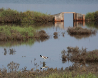 Dit is op mijn vaste vakantie bestemming in Frankrijk. De zoutpannen van Hyres zijn beschermd natuurgebied. Kluten, Flamingo's, Ibissen en diverse meeuwen soorten komen hier voor.