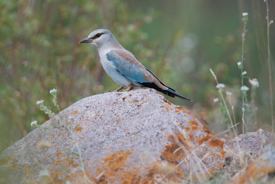 Een ochtendje besteed aan het zoeken en fotograferen van Scharrelaars. Leek me wel geslaagd.

Groet uit Kazachstan,

Machiel
