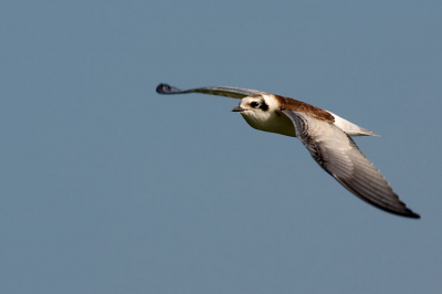 Mijn eerste ingeving, eenn juveniele zwarte stern. Deze vloog namelijk in een groepje zwarte sterns. begon steeds meer te twijfelen door de koptekening en het wel erg bruine bovendek. Kan uiteraard ook lichtval zijn, ik had de zon in de rug. Graag jullie mening.

Dank je wel