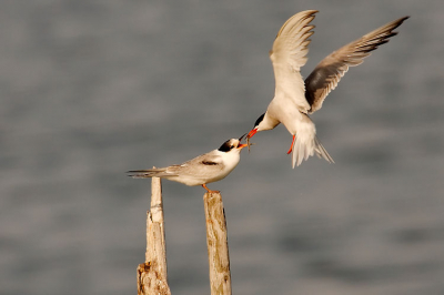 Naast de zwarte- en witvlegelstern zaten er ook een aantal juveniele visdiefjes op de palen. deze werden nog volop gevoerd door de oudervogels.