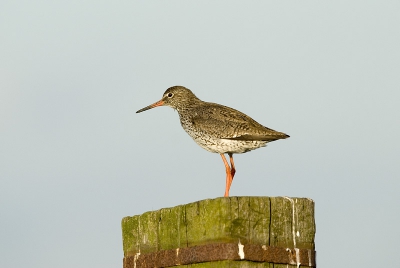 En van mijn eerste foto's met de Nikkor 400mm en ook mijn eerste upload. Lang getwijfeld maar toch maar de 'stoute' schoenen aangetrokken om ook te gaan uploaden