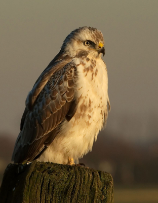 Foto is enige tijd geleden gemaakt bij het licht van de ondergaande winterzon toen de "Blonde buizerd van Arkemheen" zich nog wel eens van zijn beste kant liet zien aan voorbijrijdende fotografen.