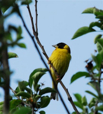 Deze vogel was erg vermoeid, hij sloot regelmatig de ogen. hij zag me niet als direct gevaar en kon er een hele serie van maken. Mogelijk was hij nog met de trek bezig. Jammer genoeg heb ik hem niet horen zingen.