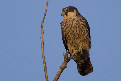 This bird travellled from Canary Islands to center of Spain.