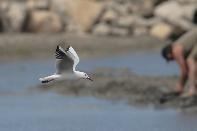 Een week in de Camargue geweest begin juli. Enkele Dunbekmeeuwen showden elke dag hun kunsten. Met de "wormenzoekers" op de achtergrond vond ik dit een mooi beeld. Dit illustreerde het samengaan van mens en vogel in dit gebied.