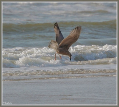 Heb van dit exemplaarook een serie gemaakt bij het opstijgen. Van de serie heb ik een panoramafoto gemaakt die te zien is op Zoom.nl via deze link.
http://gallery.zoom.nl/foto/208957/seagull-take-off-at-castricum-beach.html