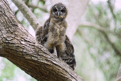 Deze nesteling van de Bosuil is erg nieuwsgierig. er waren vier jongen te bewonderen maar deze was totaal niet bang.
Er wonen al jaren Bosuilen op deze camping. Ik heb er niet veel ruchtbaarheid aan gegeven dat leek me beter. Ton