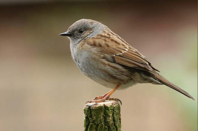 De zang van de Heggenmus doet veel denken aan de zang van de Winterkoning. De Heggenmus heeft echter nooit een triller zoals de Winterkoning die kent.