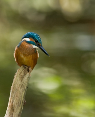 jaja weer een ijsvogel alleen van een andere plek als
de meeste andere heb een nieuwe plek gemaakt met een 
mooiere achtergrond (vind ik zelf) ben benieuwd naar jullie mening.