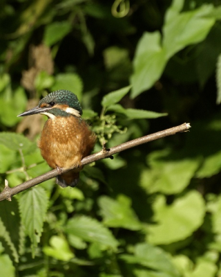 jonge ijsvogel gemaakt met een sigma 70-300mm f7.1 iso 400