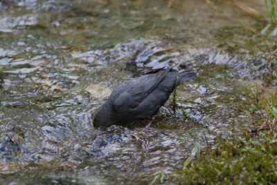 Op vakantie zijn we regelmatig een American dipper tegengekomen, de noord-amerikaanse tegenhanger van onze eigen waterspreeuw. Op BP staat al een mooie foto van de American dipper maar op deze foto is goed te zien waar de dipper zijn naam vandaan heeft.
