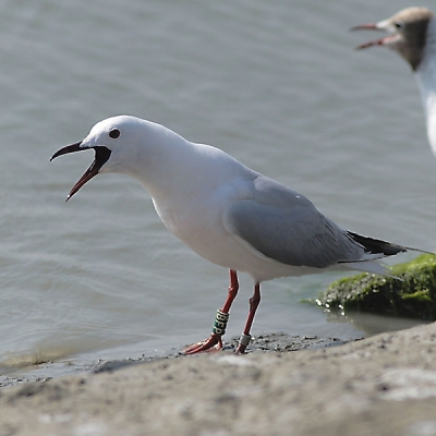 Enkele Dunbekmeeuwen showden voor mijn lens tijdens een weekje Camargue. Dit exemplaar was assertief en ook gekleurringd, bij navraag bleef dat deze vogel al 11jaar oud was (geringd 18.7.1997 te Aigues Mortes-Camargue) en tijdens deze periode al 84keer(!) teruggemeld was. Deze historiek en de mooie pose vond ik een foto op birdpix waard.