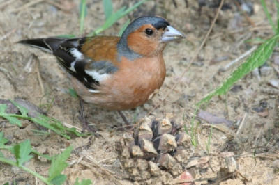 Gisteren voor het eerst naar Nationaal Park De Hoge Veluwe geweest. Gehoopt op spectaluaire foto's van bijzondere vogels, maar deze vink was eigenlijk gewoon de beste foto die ik heb kunnen maken.