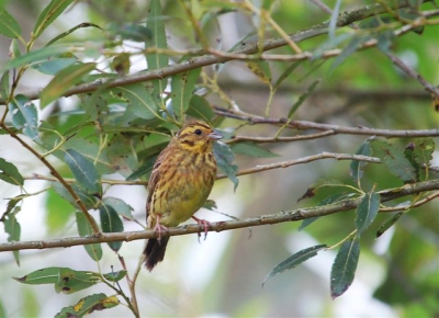 Regelmatig verblijf ik in de Eifel waar je net weer andere vogels ziet als in mijn leefomgeving. Deze Geelgors
bleef even geduldig zitten toen ik langs kwam wandelen. Ik loop erg veel met een camera, soms heb ik niet het geduld om urenlang op een plek te zitten en al wandelend vang ik toch regelmatig iets moois met de lens.Ton