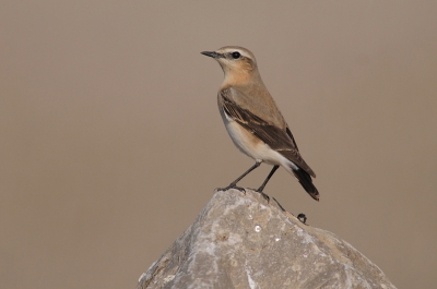 op een aftands bedrijfsterrein met als achtergrond brekerszand deze tapuit geschoten vanachter een 2 meter hoog hek. op m`n tenen kon ik er net overheen kijken.
hij bleef zolang zitten dat ik uiteindelijk zelf ben weggegaan, wat niet vaak voorkomt.