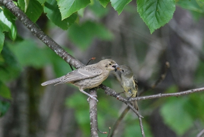 Bij het zien van dit gebeuren dacht ik in eerste instantie van doen te hebben met een koekoek. Inmiddels ben ik er via het determinatiealbum achter (Johan nogmaals bedankt) dat het hier gaat om een Brown-headed Cowbird. Een vogelsoort die hetzelfde gedrag vertoont als de koekoek door haar eieren te leggen in nesten van andere soorten. Deze juveniele koevogel heeft een paartje vliegenvangers als pleegouders getroffen. En die waren er maar wat druk mee !!!